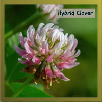 Hybrid Clover